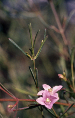 APII jpeg image of Boronia filifolia  © contact APII