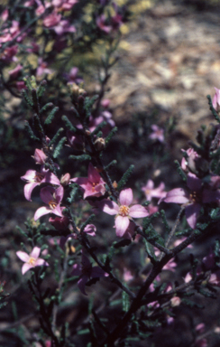 APII jpeg image of Boronia repanda  © contact APII