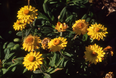 APII jpeg image of Xerochrysum bracteatum  © contact APII