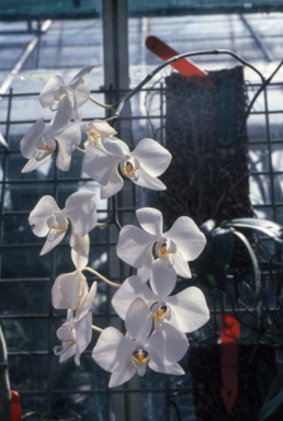 APII jpeg image of Dendrobium biggibum var. album  © contact APII