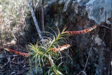APII jpeg image of Dracophyllum secundum  © contact APII
