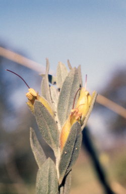 APII jpeg image of Eremophila glabra  © contact APII