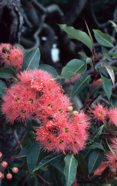 APII jpeg image of Corymbia calophylla  © contact APII