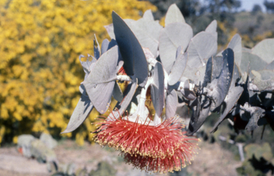 APII jpeg image of Eucalyptus rhodantha  © contact APII