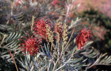APII jpeg image of Grevillea banksii  © contact APII