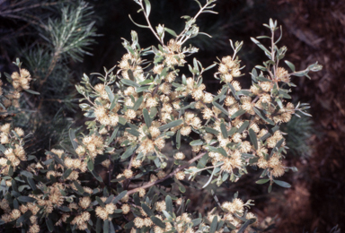 APII jpeg image of Hakea oleifolia  © contact APII