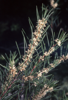 APII jpeg image of Hakea sericea  © contact APII