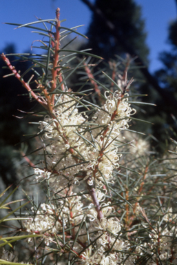APII jpeg image of Hakea teretifolia  © contact APII