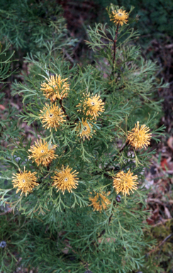 APII jpeg image of Isopogon anemonifolius  © contact APII