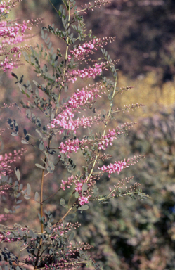 APII jpeg image of Indigofera australis  © contact APII