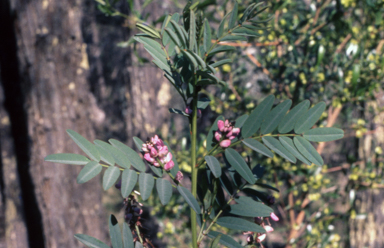 APII jpeg image of Indigofera australis var. australis  © contact APII