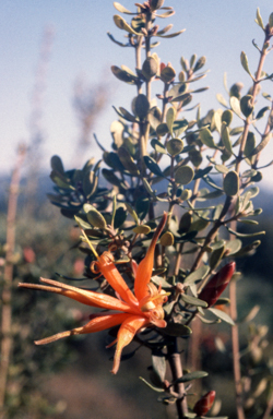 APII jpeg image of Lambertia inermis  © contact APII