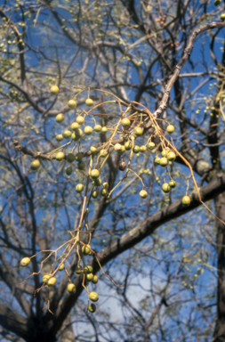 APII jpeg image of Melia azedarach  © contact APII