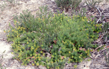 APII jpeg image of Persoonia chamaepitys  © contact APII