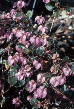 APII jpeg image of Thomasia pygmaea  © contact APII