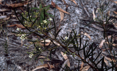 APII jpeg image of Zieria compacta  © contact APII