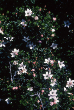 APII jpeg image of Philotheca verrucosa  © contact APII