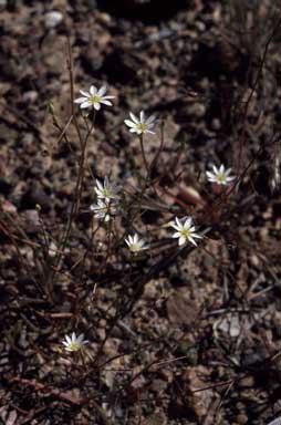 APII jpeg image of Calandrinia gracilis  © contact APII