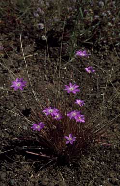 APII jpeg image of Calandrinia uniflora  © contact APII