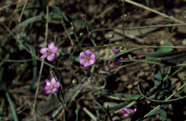 APII jpeg image of Calandrinia quadrivalvis  © contact APII