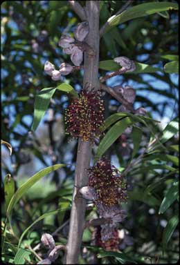 APII jpeg image of Hakea archaeoides  © contact APII