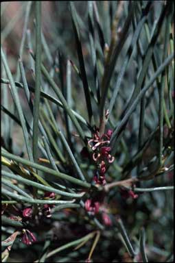 APII jpeg image of Hakea strumosa  © contact APII