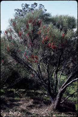 APII jpeg image of Hakea bucculenta  © contact APII