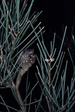 APII jpeg image of Hakea ceratophylla  © contact APII