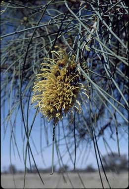 APII jpeg image of Hakea chordophylla  © contact APII