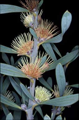 APII jpeg image of Hakea cinerea  © contact APII