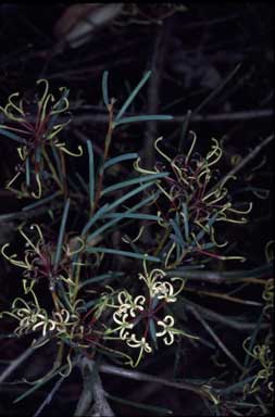 APII jpeg image of Hakea commutata  © contact APII