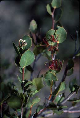 APII jpeg image of Hakea denticulata  © contact APII