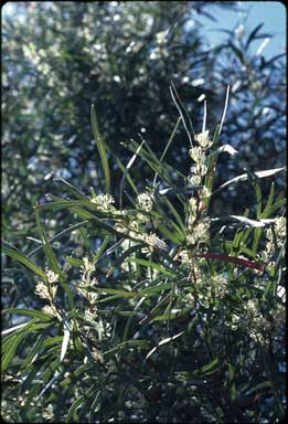 APII jpeg image of Hakea eriantha  © contact APII