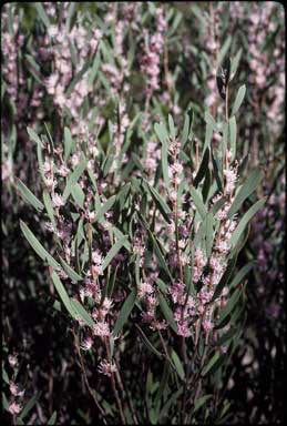 APII jpeg image of Hakea erecta  © contact APII