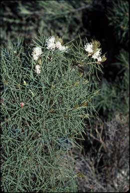 APII jpeg image of Hakea gilbertii  © contact APII