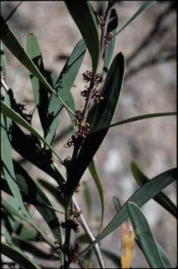 APII jpeg image of Hakea hookeriana  © contact APII