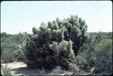 APII jpeg image of Hakea horrida  © contact APII