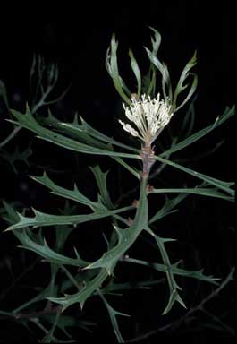 APII jpeg image of Hakea horrida  © contact APII