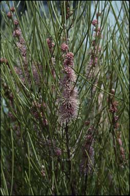 APII jpeg image of Hakea invaginata  © contact APII