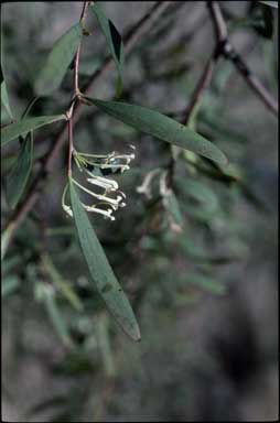 APII jpeg image of Hakea lasianthoides  © contact APII