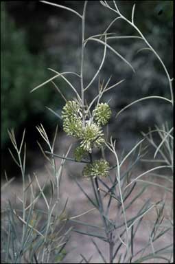 APII jpeg image of Hakea leucoptera  © contact APII