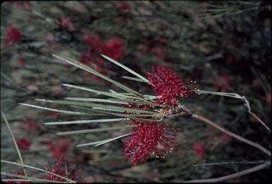 APII jpeg image of Hakea maconochieana  © contact APII