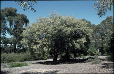 APII jpeg image of Hakea macraeana  © contact APII