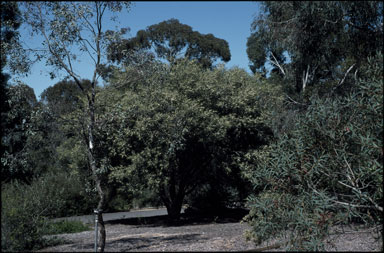 APII jpeg image of Hakea macraeana  © contact APII