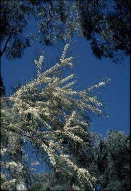 APII jpeg image of Hakea macraeana  © contact APII