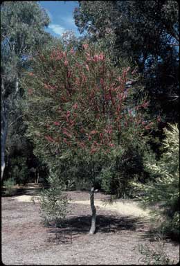 APII jpeg image of Hakea multilineata  © contact APII