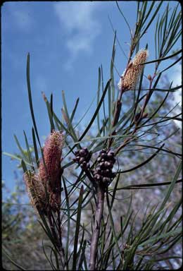 APII jpeg image of Hakea multilineata  © contact APII