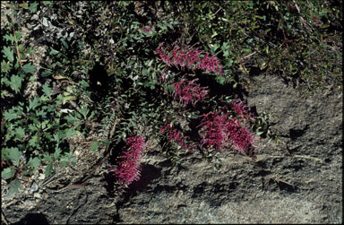 APII jpeg image of Hakea myrtoides  © contact APII