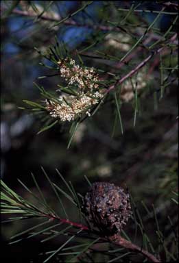 APII jpeg image of Hakea propinqua  © contact APII