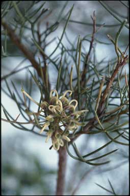 APII jpeg image of Hakea pulvinifera  © contact APII